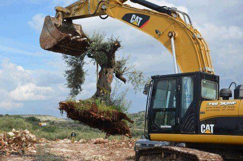 uprooting-olive-tree.jpg