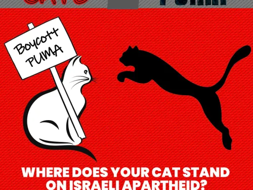 catsvspuma-sq.jpg