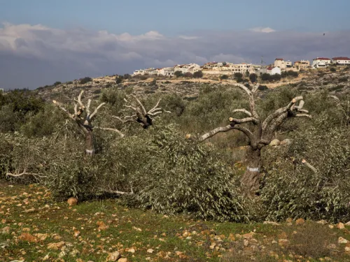 cut olive trees.jpg